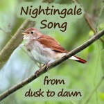 nightingale-song-from-dusk-to-dawn